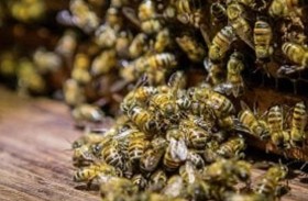 في كينيا.. نحل يحارب مهربي الأخشاب