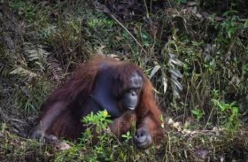 رد فعل غير متوقع لقردة شاهدت رجلا يغرق