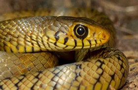 ثعبان ضخم يثير الذعر في مطار مومباي 