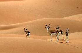 محمية المرزوم تستقبل الصقارين وهواة الصيد التقليدي في موسمها التاسع