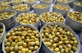 منافسات قوية تشهدها مسابقات رطب الخلاص في مهرجان ليوا للرطب بدورته 18