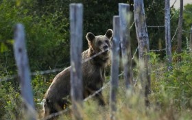 سائح يتعرض لهجوم من دب شمال إيطاليا