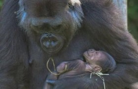 طفرة نادرة في مواليد الغوريلا 