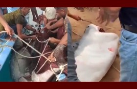 تفاصيل جديدة عن آخر لحظات ضحية هجوم القرش بالغردقة