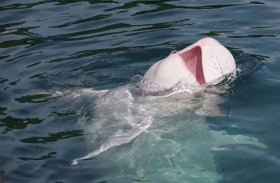 دولفين نادر يظهر في سواحل دهب بعد غياب سنوات 