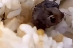 فأر أم بطة.. طالب يكتشف رأسا مريبا في طعامه