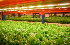 الزراعة العضوية في الإمارات.. تجارب مبتكرة تعزز استدامة البيئة والأمن الغذائي