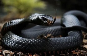 أفعى تقتل 3 أفراد بهجوم واحد