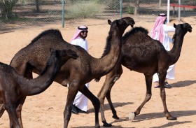 ملاك الإبل يستعدون لمنافسات مزاينة سويحان ضمن مهرجان الظفرة