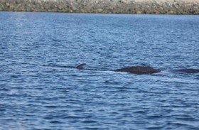 ظهور استثنائي لحوت (برايد) في الفجيرة