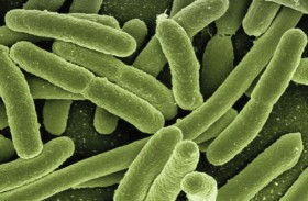 بكتيريا بأمعائك قد تعزز قوتك العضلية