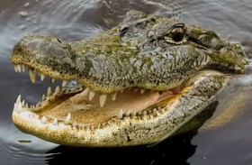 تمساح يلتهم تلميذاً أمام أعين شقيقه وزملائه