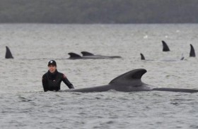 نفوق 200 حوت على شاطئ بأستراليا