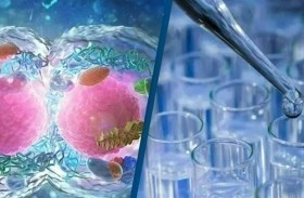 تصنيع نموذج لـ جنين بشري في مختبر