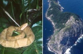 جزيرة الثعابين... سمّها يفك السحر ويدّر الثروات