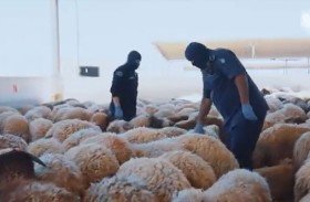 مخدرات داخل فرو الأغنام