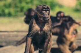 قرد يقتل رجلا