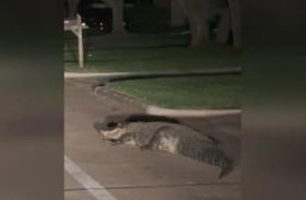 تمساح يتجول بمنطقة سكنية