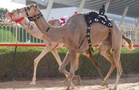انطلاق مهرجان سمو ولي عهد دبي للهجن اليوم في المرموم