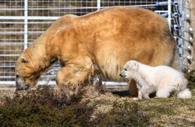 إنهاء حياة أكبر أنثى دب في العالم بـ «القتل الرحيم»