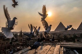 سر شغف العرب بتربية الحمام