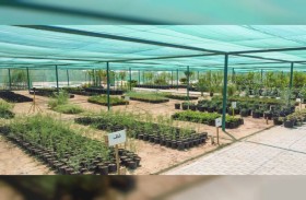 النباتات المحلية في الإمارات .. كنوز طبيعية تعزز الاستدامة البيئية
