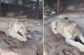 أسد تيك توكر يهرب من القفص ويفترس المارة