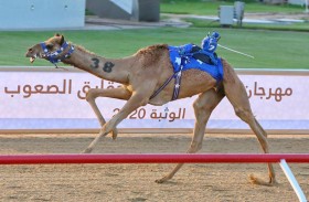 انطلاق مهرجان البيت متوحد لسباقات الهجن بميدان الوثبة غدًا الخميس بـ 20 شوطاً لفئة الحقايق