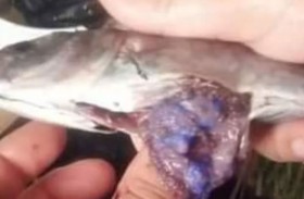 تحذير من المادة الزرقاء داخل أحشاء الأسماك