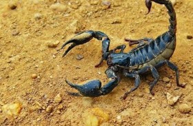 إنقاذ رضيعة من لدغة عقرب 