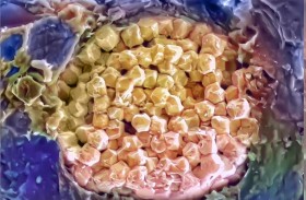 جيوب مياه محبوسة في صخور منذ 390 مليون سنة