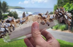 رسالة في زجاجة تقطع 300 كيلومتر