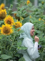 زائرة تقف لالتقاط صور في حديقة دوار الشمس في باغان داتوك بولاية بيراك الماليزية. ا ف ب