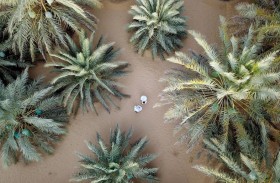 ليوا للتمور يفتح باب المشاركة بجائزة التصوير الفوتوغرافي