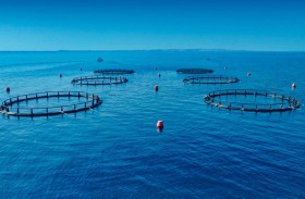 هيئة البيئة – أبوظبي تسجل إنجازاً غير مسبوق بارتفاع مؤشر مصائد الأسماك المستدامة إلى 100 %