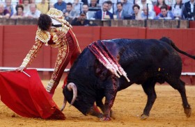 «نطحة قاتلة» تنهي حياة مصارع ثيران 