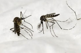 باريس.. حملة تطهير لصد بعوضة النمر