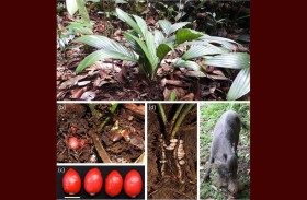 اكتشاف أشجار نخيل تحمل الثمار تحت الأرض