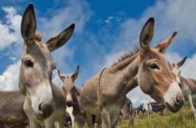 6 ملايين حمار يُذبح سنويا للاتجار بجلدها مع الصين