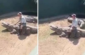 يستخف بتمساح عجوز فكانت المفاجأة