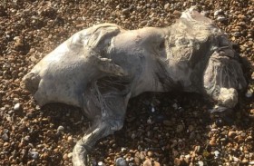 مخلوق شبحي يثير الذعر على شاطئ بريطاني 