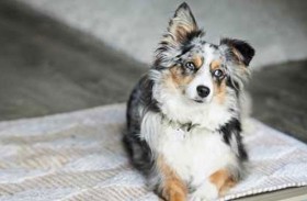 كلبة تتسبب بحريق منزلي «نادر»