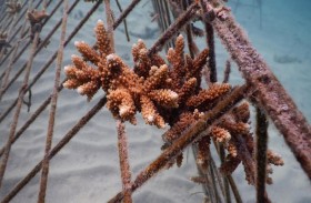 بيئة الشارقة تطلق مشروعاً لاستزراع الشعاب المرجانية في محمية جزيرة صير بونعير