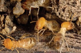 «الوفاء الزوجي» يُفقد النمل الأبيض ذيوله