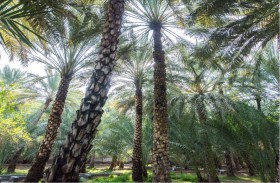 منصور بن زايد: تعزيز المنظومة التشريعية يشجّع على الاستثمار وعلى تطوير سلاسل التوريد