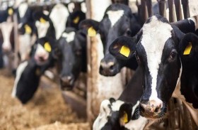 نوبات عصبية ثم موت.. حالة غريبة للماشية 