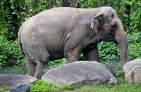 معركة قانونية لإطلاق سراح فيل