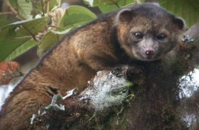 رحلة في غابات بيرو.. كيف اكتشف العلماء «الدبدوب الحي»؟