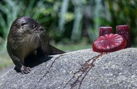 حديقة تقدم للحيوانات مثلجات بنكهة الدم