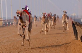منافسات مهرجان هجن الظبي للملاك ذوي الأعداد المحدودة تنطلق السبت المقبل